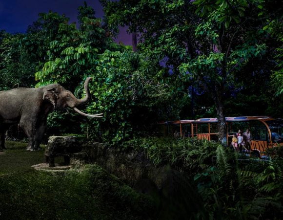 Night Safari Zoo Singapore – thế giới về đêm đầy bí ẩn và thú vị của các loài động vật hoang dã