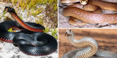 Úc là quê hương của các loài rắn độc nhất thế giới