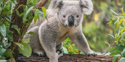 12 sự thật thú vị nhất về loài vật Koala đáng yêu ở Úc