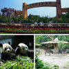 Sở thú Bắc Kinh: Thiên đường hoang dã giữa lòng thành phố