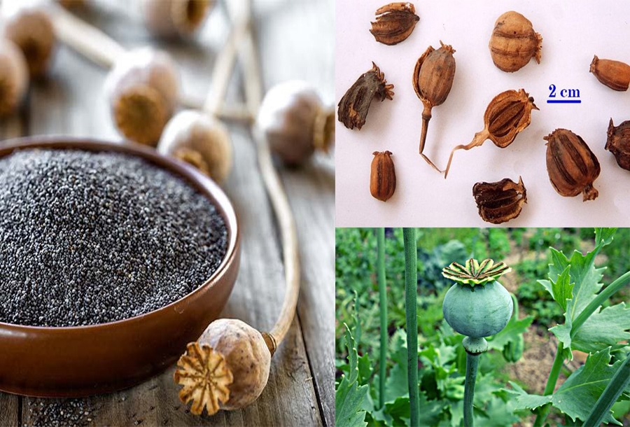 Vì sao một loại gia vị phổ biến lại bị cấm tại Hàn Quốc? Bí ẩn đằng sau hạt anh túc