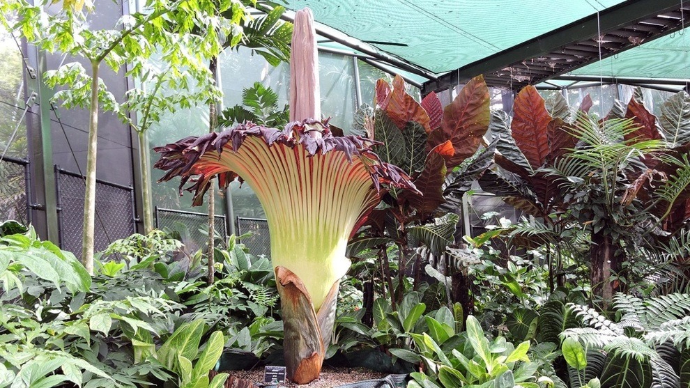 Cận cảnh bông hoa khổng lồ