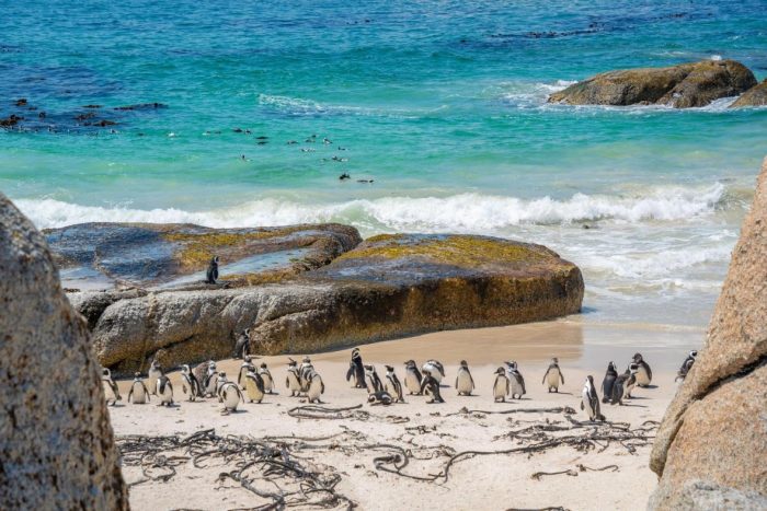 Cape Town (Nam Phi)