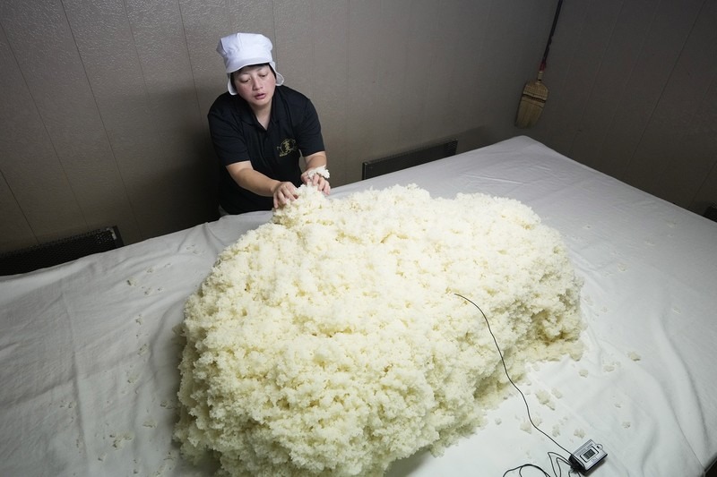 Thợ nấu rượu Mie Takahashi đang chuẩn bị một mẻ cơm hấp với mốc koji tại xưởng sake Koten của cô ở Okaya, tỉnh Nagano