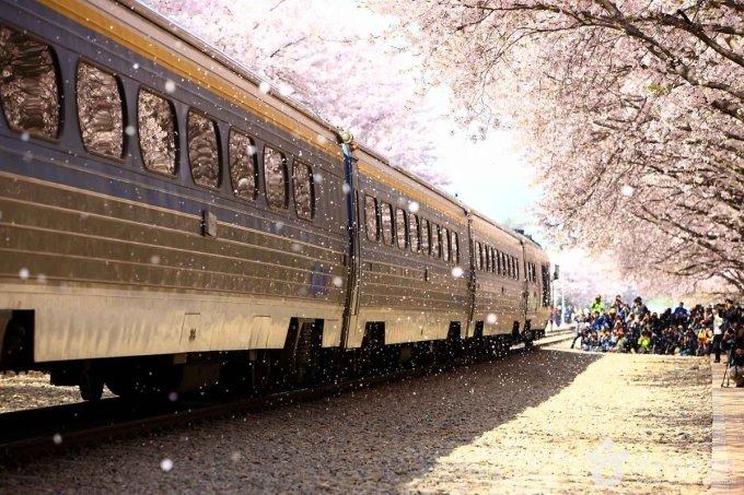 Hoa anh đào ở ga Gyeonghwa, tỉnh Gyeongsangnam, đã ngừng vận hành và là điểm tham quan hút khách