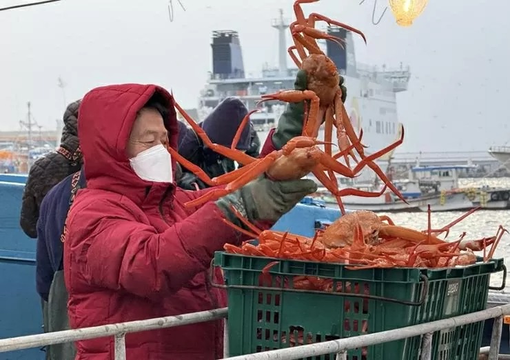 Người bắt cho cua tuyết vào thùng nhựa để bán đấu giá tại cảng Hupo.
