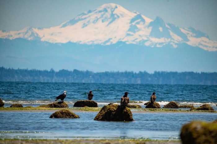 Một trong những điểm đến thiên nhiên nổi bật của Point Roberts là Lily Point Marine Park and Reserv
